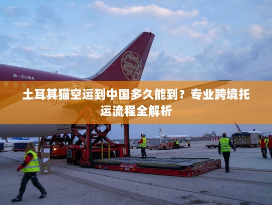 土耳其猫空运到中国多久能到?专业跨境托运流程全解析 土耳其猫空运到中国多久能到?专业跨境托运流程全解析