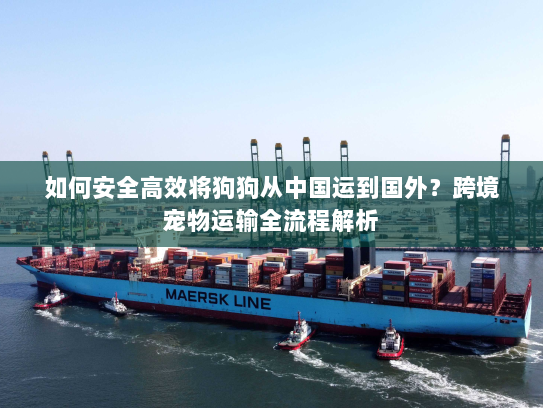 如何安全高效将狗狗从中国运到国外?跨境宠物运输全流程解析 如何安全高效将狗狗从中国运到国外?跨境宠物运输全流程解析
