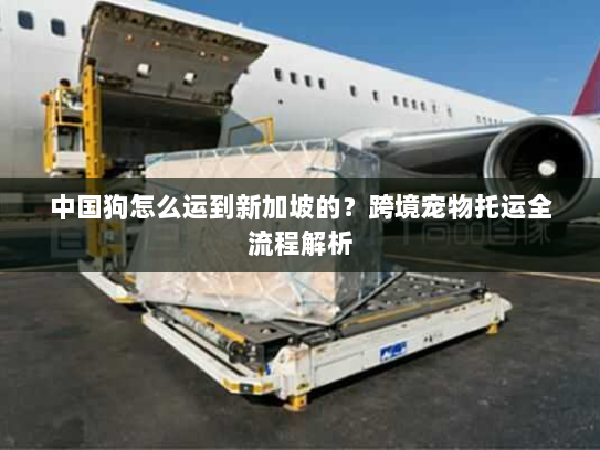 中国狗怎么运到新加坡的？跨境宠物托运全流程解析