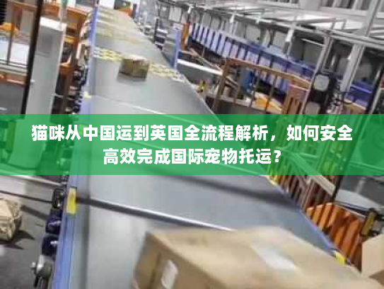 猫咪从中国运到英国全流程解析,如何安全高效完成国际宠物托运? 猫咪从中国运到英国全流程解析,如何安全高效完成国际宠物托运?