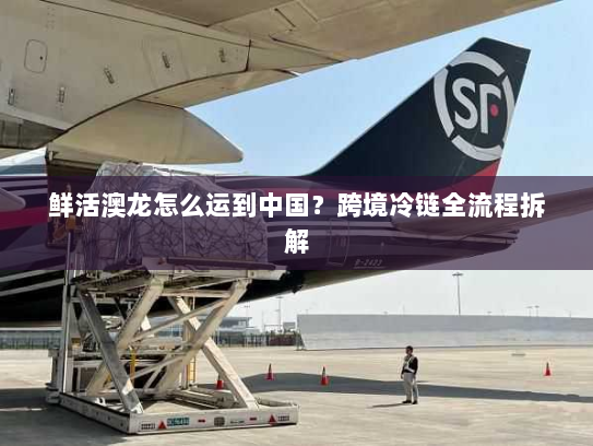 鲜活澳龙怎么运到中国?跨境冷链全流程拆解 鲜活澳龙怎么运到中国?跨境冷链全流程拆解