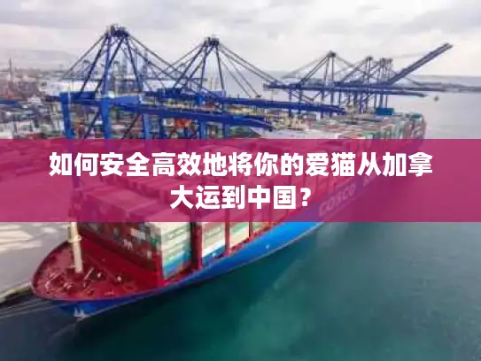 如何安全高效地将你的爱猫从加拿大运到中国？
