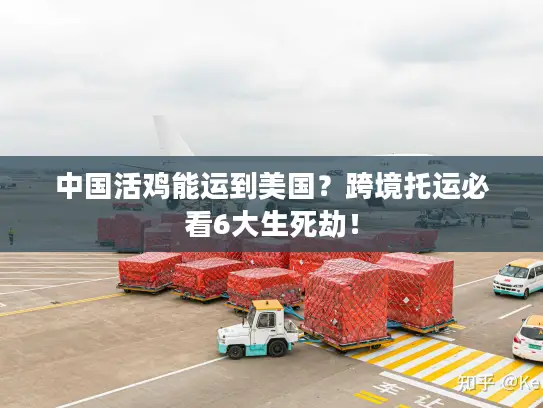 中国活鸡能运到美国？跨境托运必看6大生死劫！