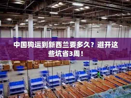 中国狗运到新西兰要多久？避开这些坑省3周！