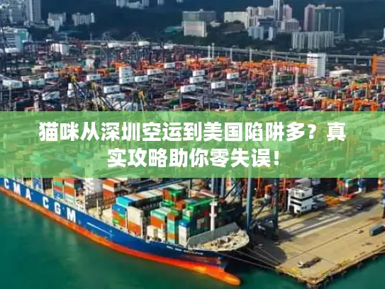 猫咪从深圳空运到美国陷阱多？真实攻略助你零失误！