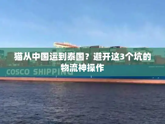 猫从中国运到泰国？避开这3个坑的物流神操作