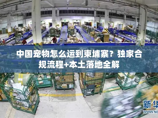 中国宠物怎么运到柬埔寨？独家合规流程+本土落地全解