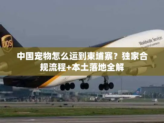 中国宠物怎么运到柬埔寨？独家合规流程+本土落地全解